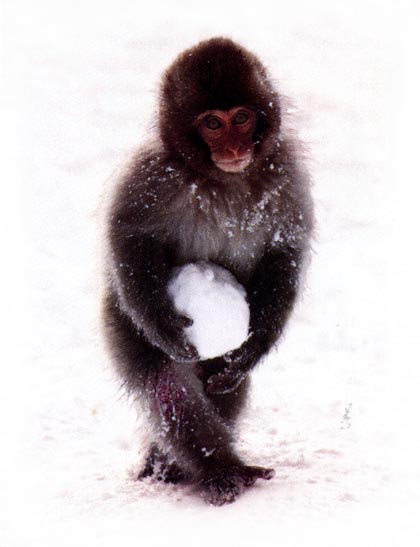 macaco japon.jpg